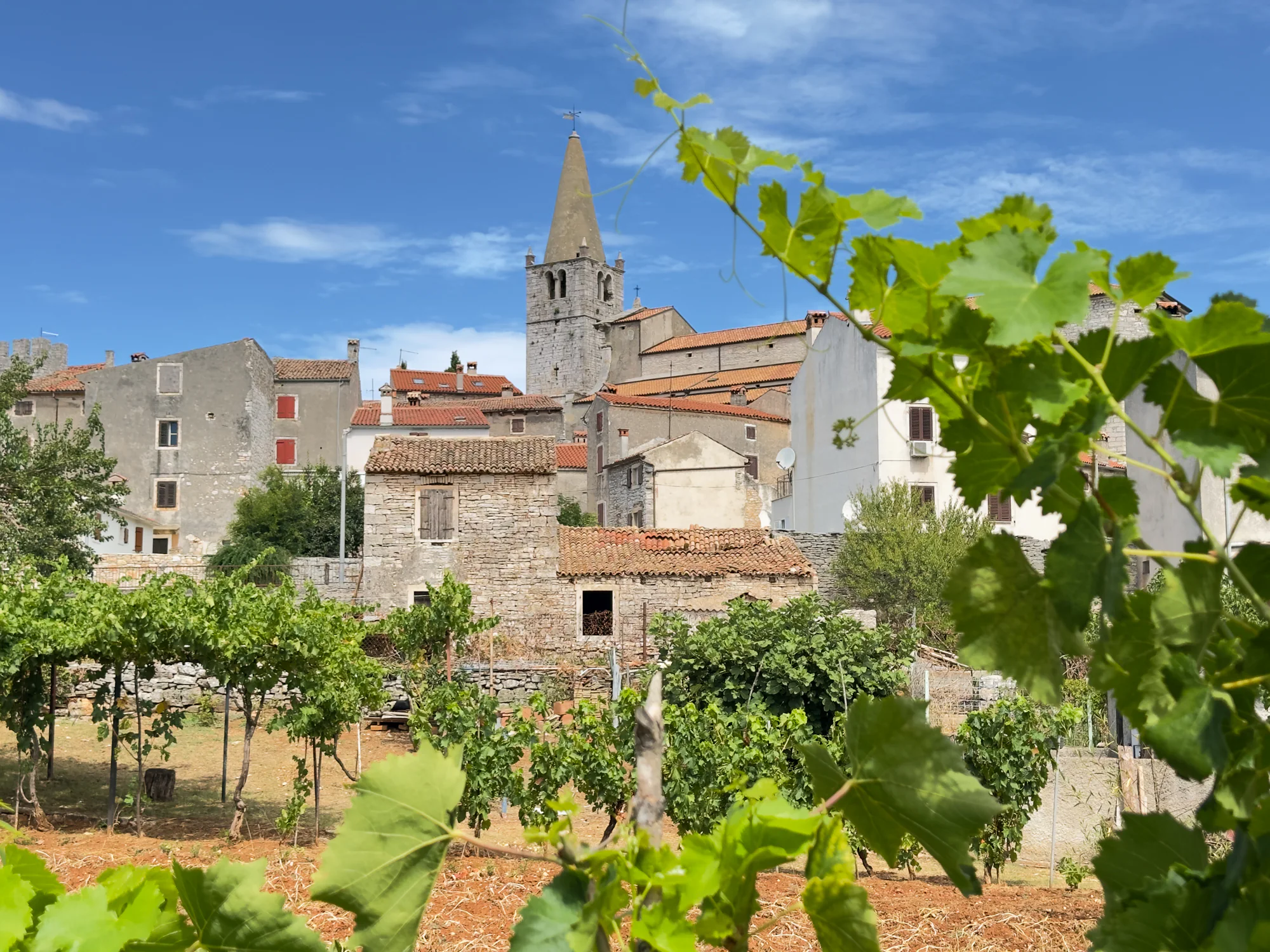 Pogled preko vinograda na srednjovjekovnu jezgru Bala u Istri